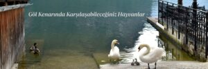 Göl Kenarında Karşılaşabileceğiniz Hayvanlar