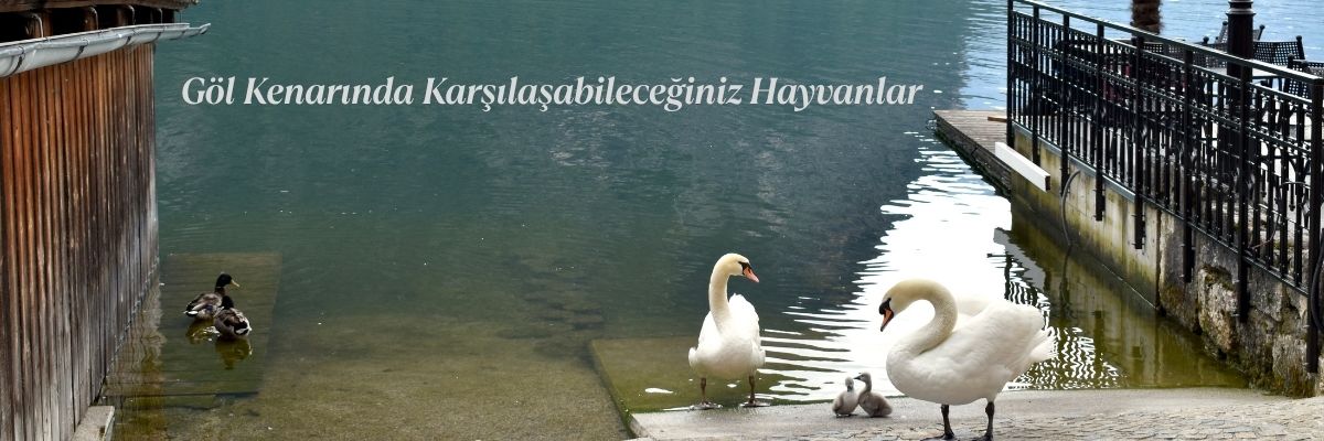 Göl Kenarında Karşılaşabileceğiniz Hayvanlar