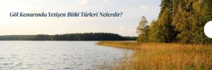 Göl Kenarında Yetişen Bitki Türleri Nelerdir
