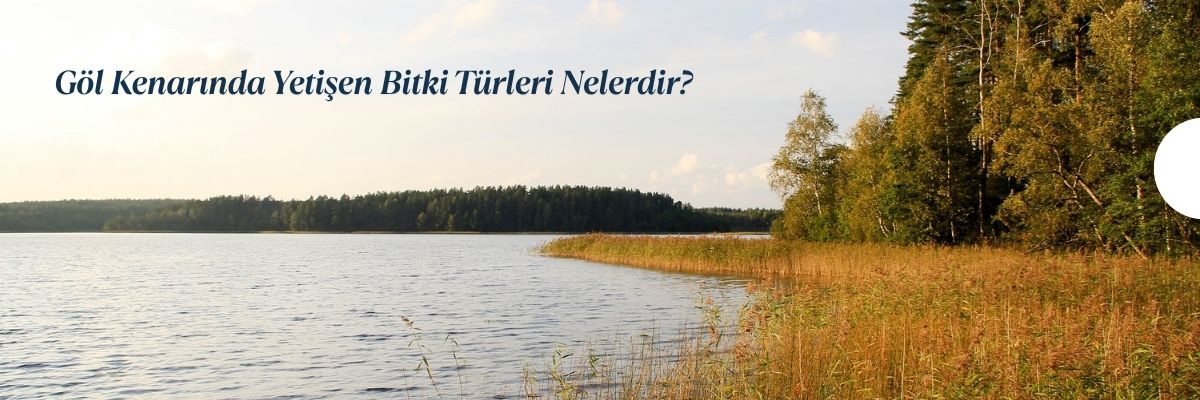 Göl Kenarında Yetişen Bitki Türleri Nelerdir
