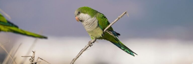 Göl Kenarlarında Gözlemlenebilecek Kuş Türleri