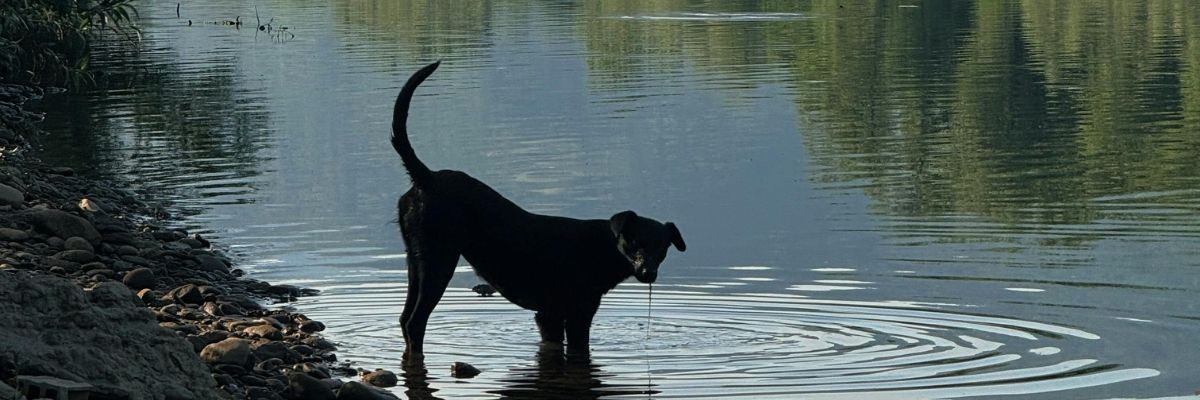 Evcil Hayvanlarla Göl Kenarında Yaşamanın İncelikleri