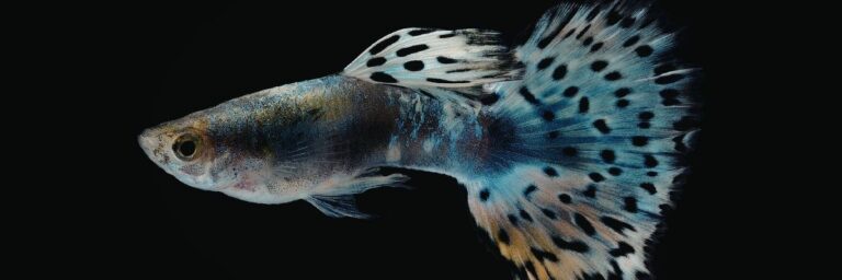 Gölde Balık Türleri